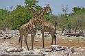 231 Etosha NP, giraf